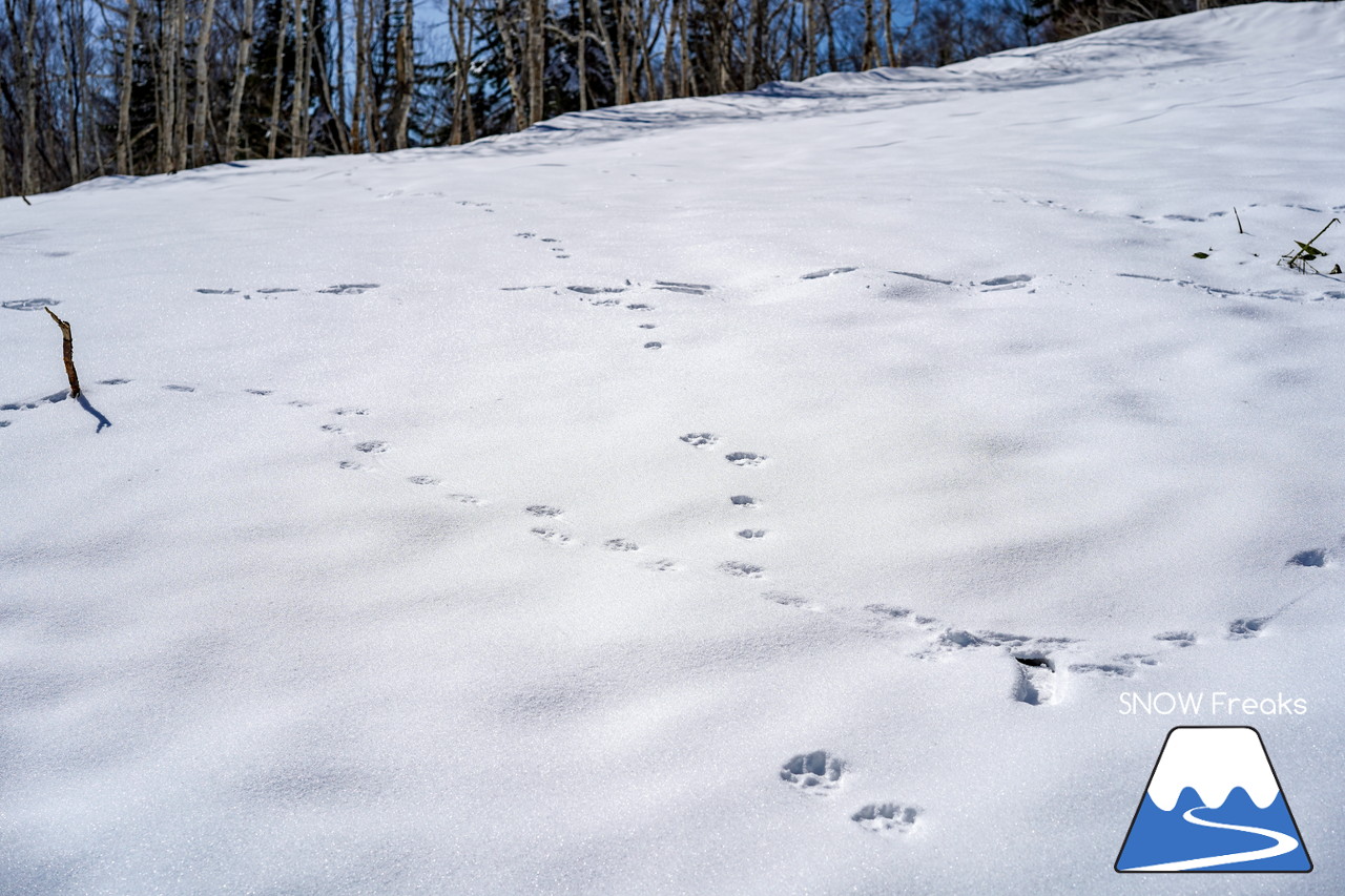 サッポロテイネ　真っ白な雪、澄んだ青空。ゴールデンウィーク２日目は、旭岳～羊蹄山まで見渡せる絶好の春スキー＆スノーボード日和に☆